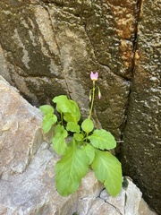 Primula utahensis