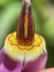 Primula utahensis