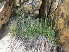 Primula utahensis