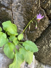 Primula utahensis