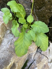 Primula utahensis