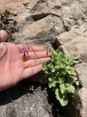 Primula utahensis