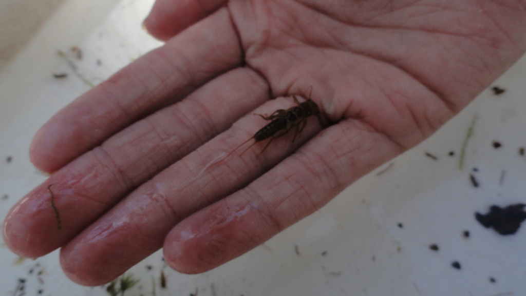 Stoneflies from Cameron County, PA, USA on May 09, 2022 at 12:01 AM by ...