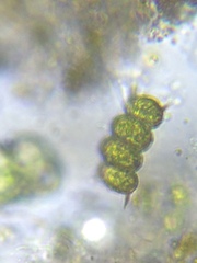 Desmodesmus communis