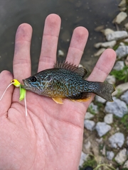 Lepomis gibbosus × cyanellus