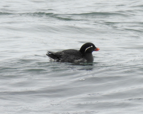 Papegaaialk (Aethia psittacula)