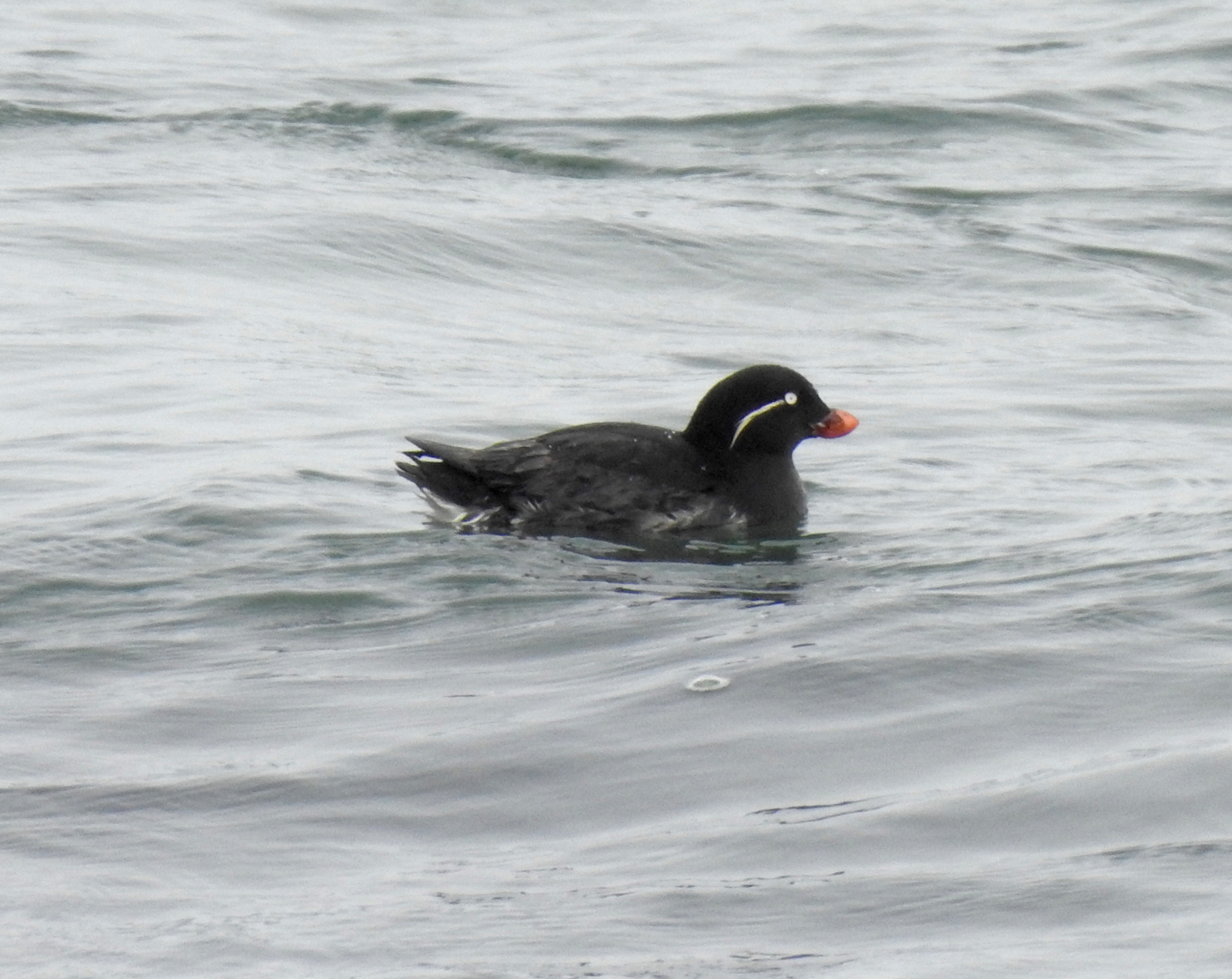 Parakeet Auklet illustration