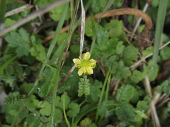 Ranunculus taisanensis