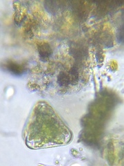 Staurastrum punctulatum