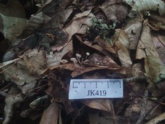 Mycena confinationis