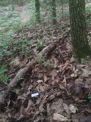 Mycena confinationis