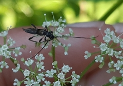 Molorchus umbellatarum