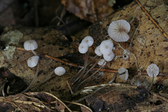 Mycena confinationis