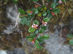 Cotoneaster rosiflorus