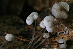 Mycena confinationis