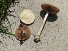 Agrocybe