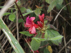 Rhododendron oldhamii
