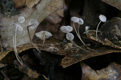 Mycena confinationis