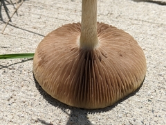 Agrocybe