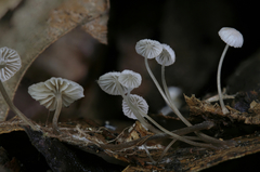 Mycena confinationis