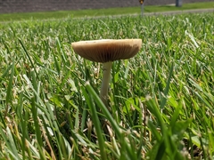 Agrocybe