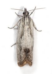 Eucosma radiatana