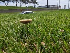 Agrocybe