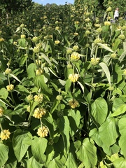Phlomis russeliana
