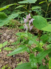 Stachys latidens
