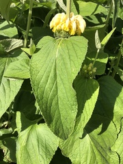 Phlomis russeliana