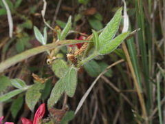 Rhododendron oldhamii