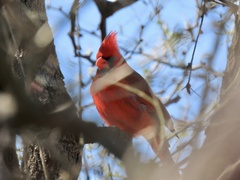 Cardinalis cardinalis superbus