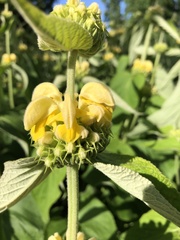 Phlomis russeliana
