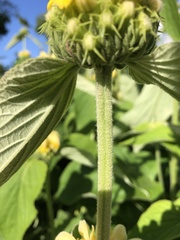 Phlomis russeliana