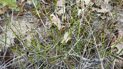 Equisetum variegatum