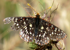 Euphydryas colon colon