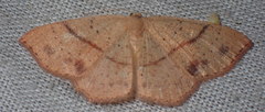 Cyclophora punctaria