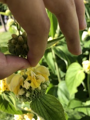 Phlomis russeliana