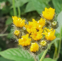 Pilosella cymosa