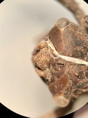 Neurocordulia molesta