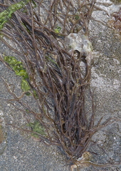 Gracilariaceae