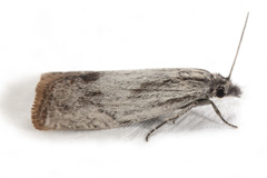 Eucosma radiatana