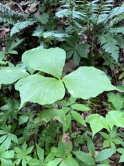 Trillium vaseyi