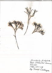 Furcellaria fastigiata