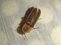Nyctophila reichii