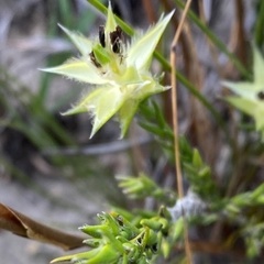 Amphithalea cymbifolia