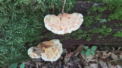 Buglossoporus quercinus