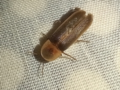 Nyctophila reichii
