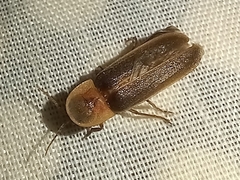 Nyctophila reichii