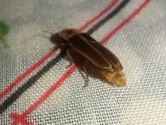 Nyctophila reichii